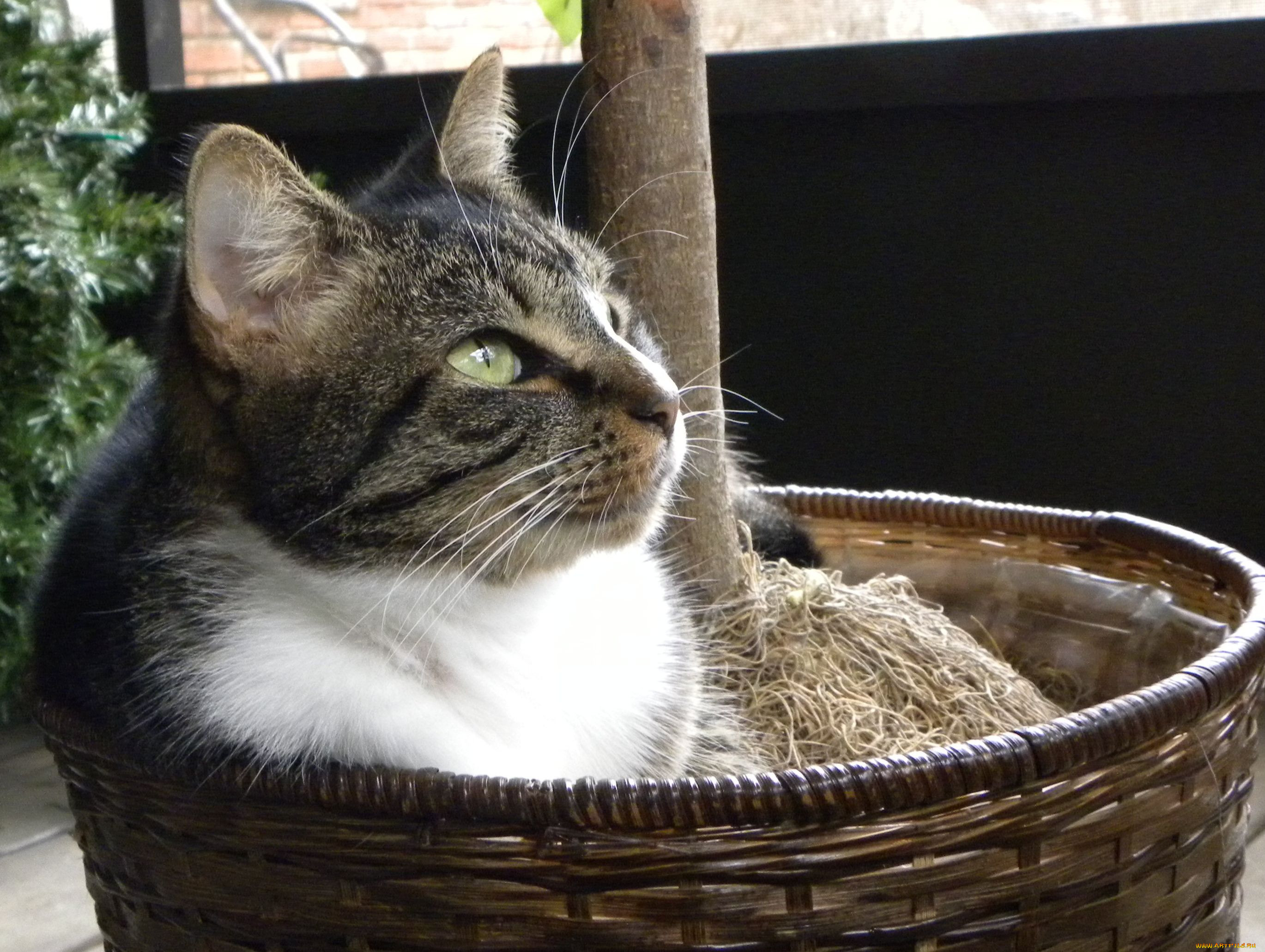 , , cat